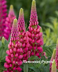 Люпин гибридный "Gallery Red" (Lupinus hybridus)