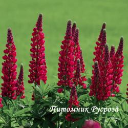 Люпин гибридный "My Castle" (Lupinus hybridus)