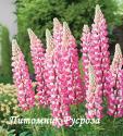 Люпин гибридный "The Chatelaine" (Lupinus hybridus)