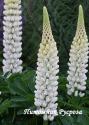 Люпин гибридный "Gallery White" (Lupinus hybridus)