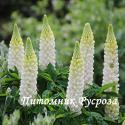 Люпин гибридный "Noble Maiden" (Lupinus hybridus)