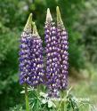 Люпин гибридный "The Governor" (Lupinus hybridus)