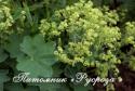 Манжетка "Gold Strike" (Alchemilla sericata)