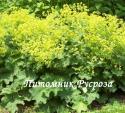 Манжетка мягкая (Alchemilla mollis)