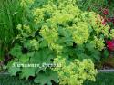 Манжетка мягкая (Alchemilla mollis)