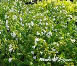 Медуница "Ice Ballet" (Pulmonaria)