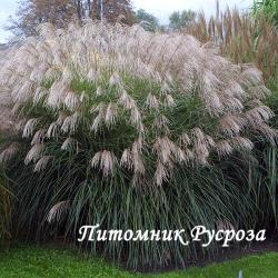 Мискантус китайский "Grosse Fontane" (Miscanthus sinensis)