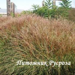 Мискантус китайский "Sioux" (Miscanthus sinensis)