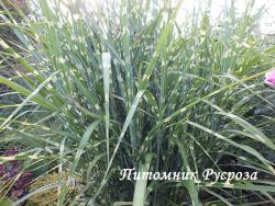 Мискантус китайский "Strictus" (Miscanthus sinensis)