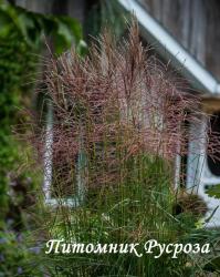 Мискантус китайский "Nippon" (Miscanthus sinensis)