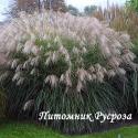 Мискантус китайский "Grosse Fontane" (Miscanthus sinensis)