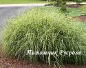 Мискантус китайский "Little Zebra" (Miscanthus sinensis)