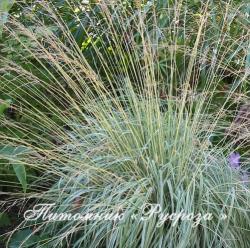 Молиния голубая "Variegata" (Molinia caerulea)