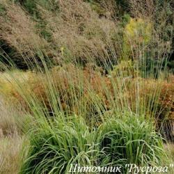 Молиния "Transparent'"