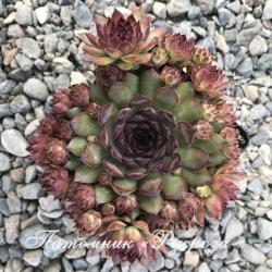 Молодило "Bronco" (Sempervivum)