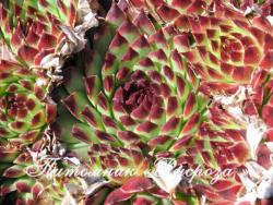 Молодило известняковое "Bicolor" (Sempervivum)