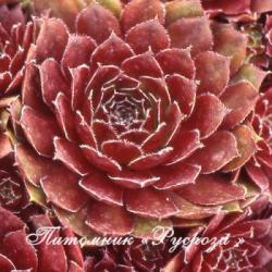 Молодило "Purpurea" (Sempervivum)