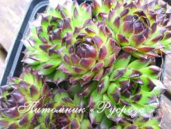 Молодило "Black Top" (Sempervivum)