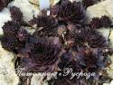 Молодило "Dark Beauty" (Sempervivum)