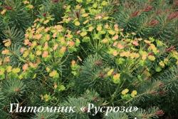 Молочай "Clarice Howard" (Euphorbia cyparissias)