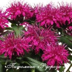 Монарда "Balmy Lilac" (Monarda)