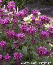 Монарда "Dancing Bird"