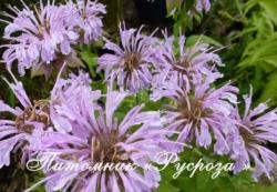 Монарда "Elsie's Lavender" (Monarda)