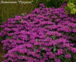 Монарда "Grape Gumball"