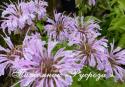 Монарда "Elsie's Lavender" (Monarda)