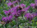 Монарда "Violet Queen"