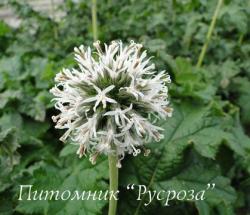 Мордовник "Snow King" (Echinops)