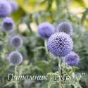 Мордовник "Taplow Blue" (Echinops bannaticus)