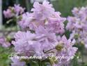 Мыльнянка лекарственная "Rosea Plena" (Saponaria officinalis)