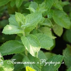 Мята душистая "Apfelminze" (Mentha suaveolens)