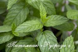 Мята колосистая "Maroccan" (Mentha spicata)