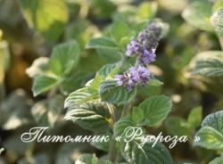 Мята колосистая "Zitronenminze" (Mentha spicata)