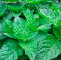 Мята "Grapefruit Mint"
