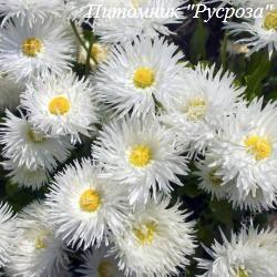 Нивяник "Crazy Daisy"