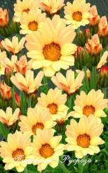 Нивяник "Sunshine Peach" (Leucanthemum)