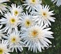 Нивяник "Christine Hageman" (Leucanthemum)