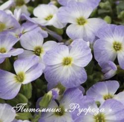 Обриета "Florado Blue Blush Bicolor"