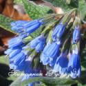 Окопник крупноцветковый "Hidcote Blue"