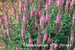 Вероника "Rosa Zwerg" (Veronica spicata)