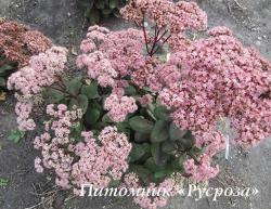 Очиток видный "Matrona" (Sedum telephium)