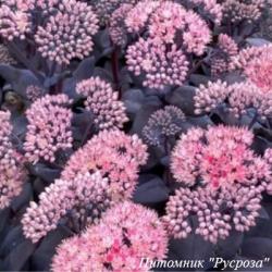 Очиток "Mojave Jewels Sapphire"