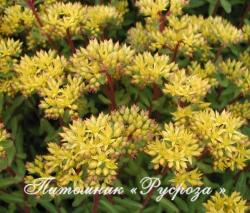 Очиток живучий "Euphorbioides Maximum" (Sedum aizoon)