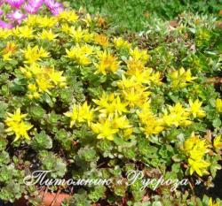 Очиток цветоносный "Weihenstephaner Gold" (Sedum  floriferum)