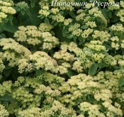 Очиток "Sunkissed"