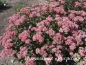 Очиток видный "Matrona" (Sedum telephium)