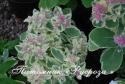 Очиток "Frosty Morn" (Sedum)